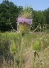 Einzelbild 1 Wilde Karde - Dipsacus fullonum