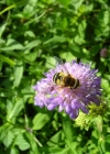 Einzelbild 4 Wald-Witwenblume - Knautia dipsacifolia