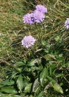 Einzelbild 1 Glänzende Skabiose - Scabiosa lucida