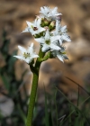 Einzelbild 4 Fieberklee - Menyanthes trifoliata