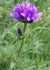 Einzelbild 3 Gewöhnliche Knäuel-Glockenblume - Campanula glomerata subsp. glomerata