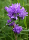 Einzelbild 4 Gewöhnliche Knäuel-Glockenblume - Campanula glomerata subsp. glomerata