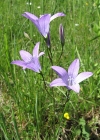Einzelbild 1 Gewöhnliche Wiesen-Glockenblume - Campanula patula subsp. patula