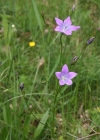 Einzelbild 2 Gewöhnliche Wiesen-Glockenblume - Campanula patula subsp. patula