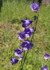 Einzelbild 1 Pfirsichblättrige Glockenblume - Campanula persicifolia