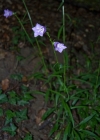 Einzelbild 4 Pfirsichblättrige Glockenblume - Campanula persicifolia