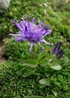 Einzelbild 4 Kugelblumen-Rapunzel - Phyteuma globulariifolium