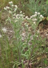 Einzelbild 3 Scharfes Berufkraut - Erigeron acris