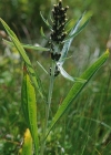 Einzelbild 2 Norwegisches Ruhrkraut - Gnaphalium norvegicum