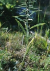 Einzelbild 3 Norwegisches Ruhrkraut - Gnaphalium norvegicum