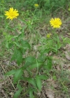 Einzelbild 4 Weidenblättriges Rindsauge - Buphthalmum salicifolium