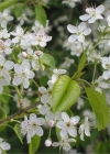 Einzelbild 1 Felsenkirsche - Prunus mahaleb