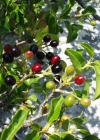 Einzelbild 2 Felsenkirsche - Prunus mahaleb