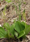Einzelbild 3 Grosses Zweiblatt - Listera ovata