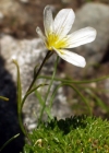 Einzelbild 3 Faltenlilie - Lloydia serotina