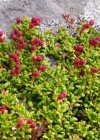 Einzelbild 4 Alpenazalee - Loiseleuria procumbens