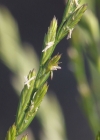 Einzelbild 3 Englisches Raygras - Lolium perenne
