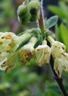 Einzelbild 3 Blaue Heckenkirsche - Lonicera caerulea