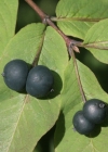 Einzelbild 1 Schwarze Heckenkirsche - Lonicera nigra