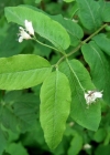Einzelbild 4 Schwarze Heckenkirsche - Lonicera nigra