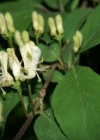 Einzelbild 1 Rote Heckenkirsche - Lonicera xylosteum