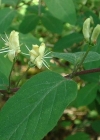 Einzelbild 4 Rote Heckenkirsche - Lonicera xylosteum