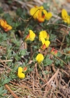 Einzelbild 3 Alpen-Hornklee - Lotus alpinus