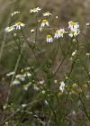 Einzelbild 4 Geruchlose Strandkamille - Tripleurospermum inodorum