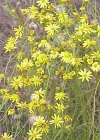 Einzelbild 3 Südafrikanisches Greiskraut - Senecio inaequidens