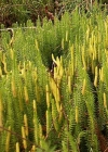 Einzelbild 2 Wald-Bärlapp - Lycopodium annotinum