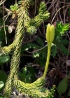 Einzelbild 2 Keulen-Bärlapp - Lycopodium clavatum