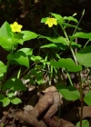 Einzelbild 2 Hain-Gilbweiderich - Lysimachia nemorum