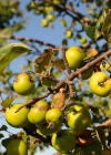 Einzelbild 1 Holz-Apfelbaum - Malus sylvestris