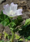 Einzelbild 1 Kleine Malve - Malva neglecta