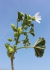 Einzelbild 3 Kleine Malve - Malva neglecta