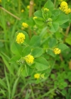 Einzelbild 4 Hopfenklee - Medicago lupulina