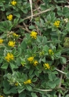 Einzelbild 4 Zwerg-Schneckenklee - Medicago minima