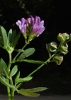 Einzelbild 3 Saat-Luzerne - Medicago sativa