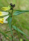Einzelbild 4 Wiesen-Wachtelweizen - Melampyrum pratense