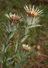 Einzelbild 1 Gewöhnliche Golddistel - Carlina vulgaris