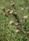 Einzelbild 2 Gewöhnliche Golddistel - Carlina vulgaris