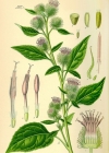 Einzelbild 1 Gewöhnliche Kleine Klette - Arctium minus subsp. minus