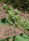 Einzelbild 1 Grosse Klette - Arctium lappa