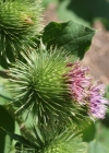 Einzelbild 2 Grosse Klette - Arctium lappa
