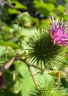 Einzelbild 3 Grosse Klette - Arctium lappa