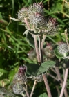 Einzelbild 3 Filzige Klette - Arctium tomentosum