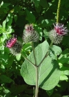 Einzelbild 4 Filzige Klette - Arctium tomentosum