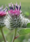 Einzelbild 1 Filzige Klette - Arctium tomentosum
