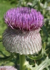 Einzelbild 1 Wollköpfige Kratzdistel - Cirsium eriophorum subsp. eriophorum