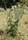 Einzelbild 2 Wollköpfige Kratzdistel - Cirsium eriophorum subsp. eriophorum
